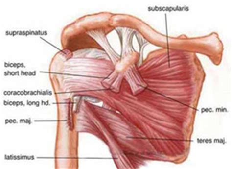 You'll need to build out all of these muscles if you want strong, balanced. Shoulder Muscle Anatomy - Anatomy Drawing Diagram