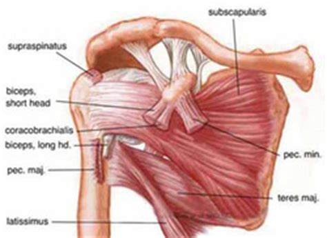 In the diagrams below, when you see muscle names that are the same color, it means they are the shoulder blades, which are prominent unless the back muscles are so developed they cover them up. Shoulder Muscle Anatomy - Anatomy Drawing Diagram