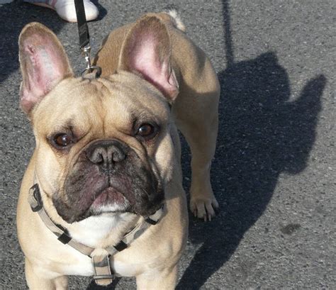 Simply fill out the pomeranian puppy for sale singapore contact form below and we will help you get your own pomeranian right away. French Bulldog Pomeranian Mix | 04 March 2009 | French ...