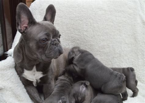 French bulldog information, how long do they live, height and weight, do they shed, personality traits, how much do they cost, common health issues. Quality French bulldog puppies FOR SALE ADOPTION from ...