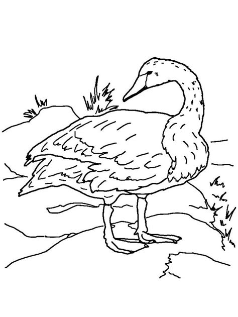 Swan in the lake coloring page. Large Swan Coloring Page