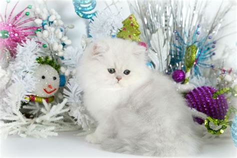 See more of persian cats on facebook. Darius II at twelve weeks. What a cutie! | Persian cat ...