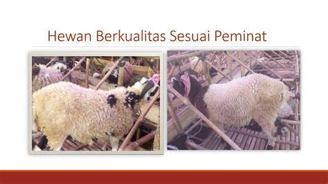 Adapun surat permohonan sendiri ada yang bersifat resmi atau pun sebaliknya tidak resmi. Contoh Surat Penawaran Harga Hewan Qurban - Berbagi Contoh ...