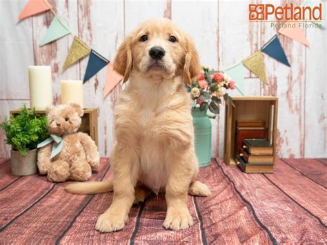 Golden retriever florida breeders and businesses in our network can arrange travel for your puppy to the closest major airport (as long as you live in the lower 48 states). Golden Retriever Puppies For Sale In Florida - Pets Ideas