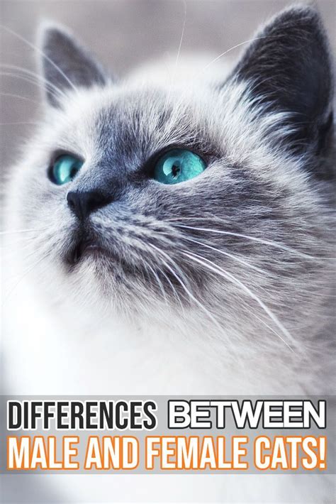 'on average, neutered males are more calm and friendly'. FelineLiving.net | Male vs female, Cat personalities, Cat body