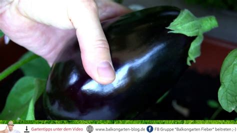 Ist eine ananas überreif, ist sie gar ungenießbar. Aubergine ernten 😍 Balkongarten 🍆 Wann ist sie reif? - YouTube