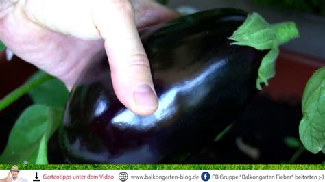 Zwar werden hierzulande ananas nicht ansatzweise so süß und fruchtig wie eine reif geerntete ananas in seinem ursprungsland. Aubergine ernten 😍 Balkongarten 🍆 Wann ist sie reif? - YouTube