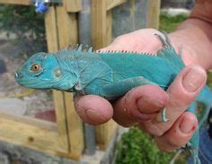 This isn't to say iguanas can't make good pets, but they. Axanthic, Albino Iguanas | Iguana pet, Types of chameleons ...