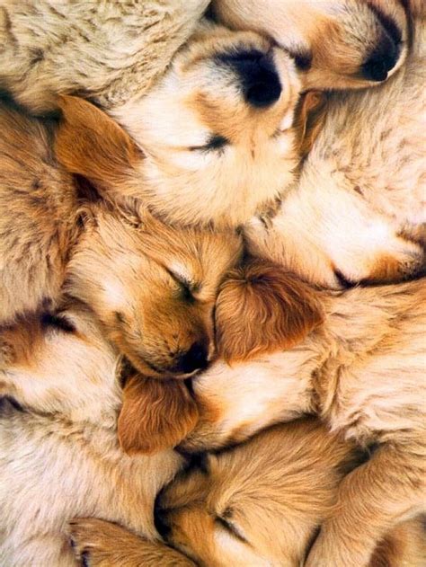 Not sure how to celebrate? Pile of Golden Retriever Puppies