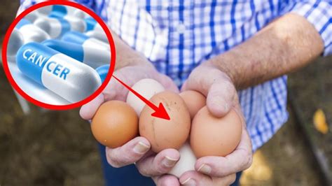Seorang ahli nutrisi mengatakan, tubuh manusia tidak akan kesulitan untuk mencerna telur mentah tersebut karena enzim alami dalam telur yang membantu. Telur Ayam yang Mengandung Obat AntiKanker, Ini 3 Hal yang ...