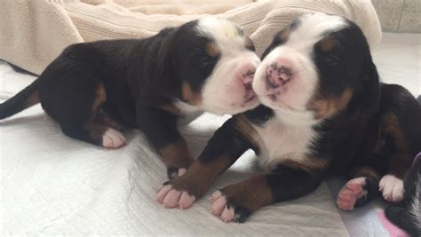 Greater swiss mountain dog other names: Greater Swiss Mountain Dog Puppies Austinite Swissys Sweet ...