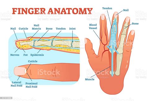 Begins with the structural characteristics of bones and muscle mass. Finger Anatomy Medical Vector Illustration With Bones ...