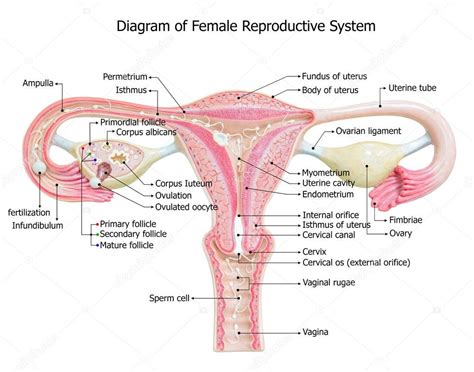 The main external parts of the female reproductive system. Female reproductive system, image diagram — Stock Photo ...
