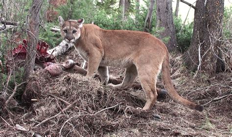 Maybe you would like to learn more about one of these? Wild Cats: The Mountain Lion - kimcampion.com