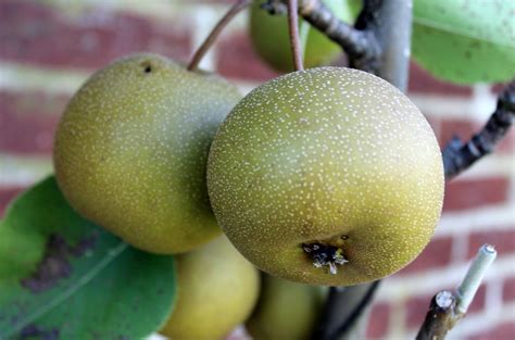 There are also several asian pear varieties. Garden Housecalls - Asian pear