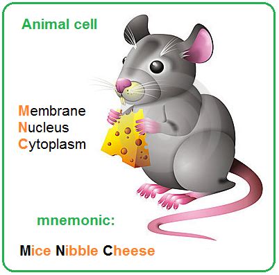 Maybe you would like to learn more about one of these? Structure - Biology Notes for IGCSE 2014