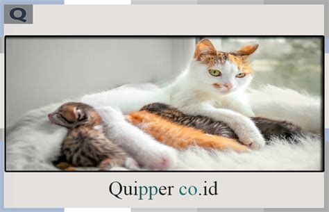 Maybe you would like to learn more about one of these? Arti Mimpi Melihat Kucing Melahirkan - Menurut Para Ahli ...