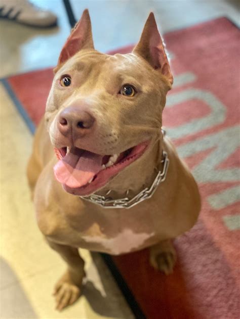 Though dna testing has become more readily available, it is still met with much skepticism on its accuracy. Pitbull Mix Puppies For Adoption Near Me