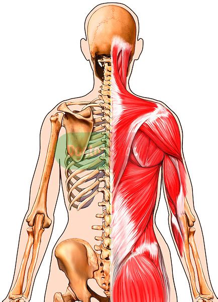 They are located deep to the extrinsic muscles, being separated from them by the thoracolumbar fascia. Female Torso with Skeleton and Muscles, Posterior View ...