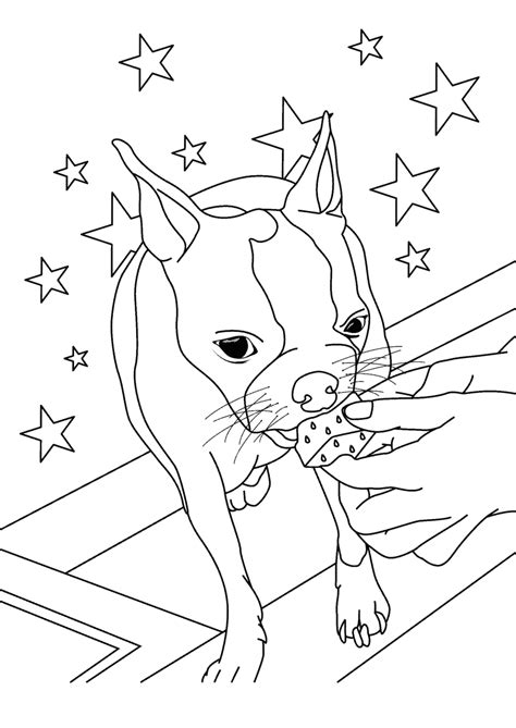 As mentioned above, boston terrier is a small dog, 38 to 43 cm tall, measured from the bottom to the shoulder. Boston Terrier Coloring Pages - FREE Printable Color Pages ...