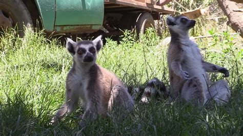 ¡prepárate para vivir un #findesemana salvaje en #buinzoo junto a ichiha y popo, nuestros nuevos pandas rojos! Con helados refrescan los animales del Buin Zoo de Chile ante la ola calor - YouTube