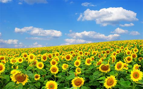 Check spelling or type a new query. Wallpaper Sunflower, flower, field, blue sky, clouds ...