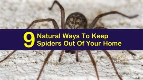 Here are some effective home remedies for spiders to keep them out of your house without using harsh chemicals. 9 Natural Ways To Keep Spiders Out Of Your Home