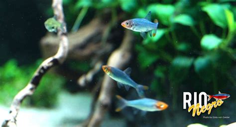 See more ideas about biotope aquarium, aquarium, aquarium fish. Rio Negro e.V. | Nacktlaube "Sawbwa resplendens"