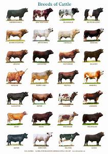 Breeds Of Cattle Coolguides