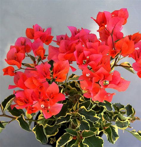 Bonsai bunga/kembang kertas atau banyak juga yang menyebutnya bonsai bougenville (bonsai bugenvil) merupakan tanaman hias berbunga indah dan warna warni. Cara Menanam Bunga Kertas Agar Cepat Tumbuh