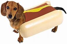 dog hot dogs halloween costumes costume pet dachshund eat sausage weiner cute board look un mustard bun wiener breed funny