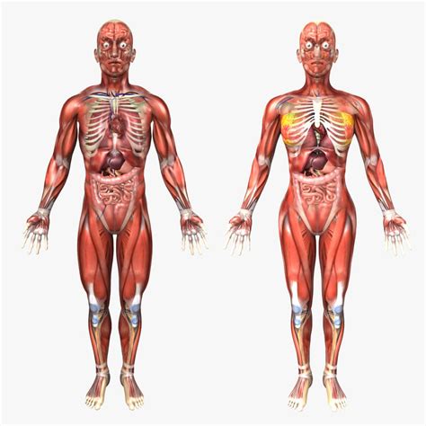 The urethra is divided into the following four parts 3d c4d human male female anatomy