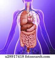 The internal reproductive organs include: Internal Organs of the Human Body Unlabeled Clipart ...