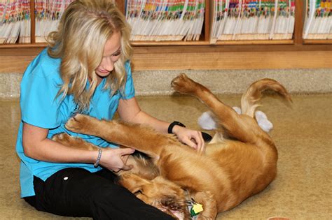 If your not vaccinated masks must be worn at all times. Our Services - LOGUE'S TLC PET HOSPITAL