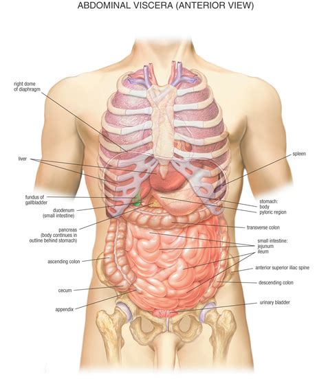 This muscle group is responsible for pushing combined with overtraining of the abdomen (no less common), this can eventually produce a kyphotic posture (i.e., outward curvature of the spinal column. The Anatomy of the Abdomen Human Stomach | Health Life Media