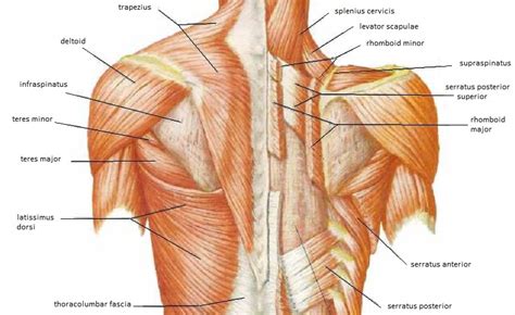 Meet your pectoralis major and pectoralis minor. Skeletal Muscle Review