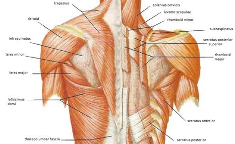 Skeletal Muscle Review