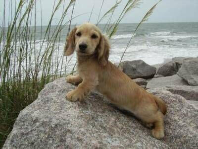 Phone number 701 390 9877 email. English Cream Dachshunds.....the cutest thing i have ever ...