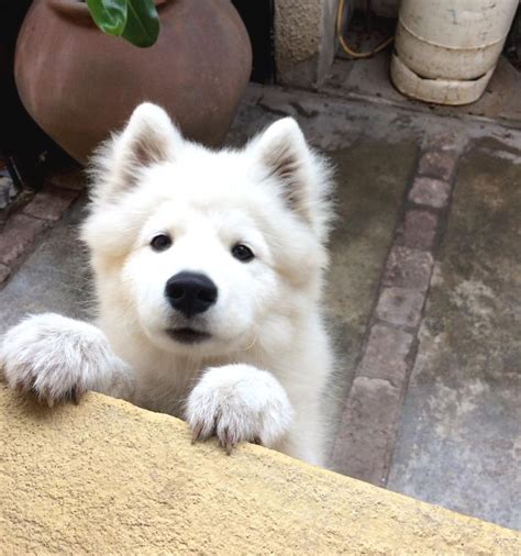 Bullmastiff puppy for sale near new york, wappingers falls, usa. Pin by Cheryl S. Smith on Samoyed | Samoyed, Dog breeders ...