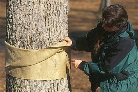 The official worlds for pest control are worlds 53, 69 (p2p). Making a Burlap Barrier Band Trap - Gypsy Moth in Wisconsin