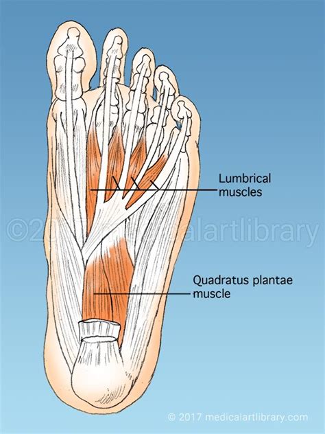 The lateral plantar muscles act upon the fifth toe. Foot Muscles - Medical Art Library