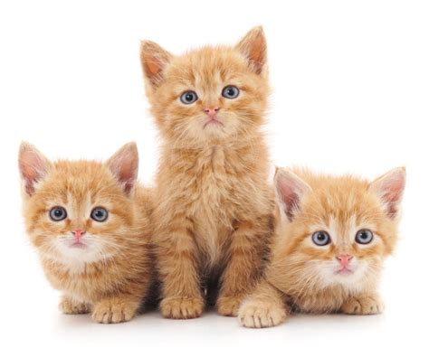 Ulubione przez dzieci zwierzątka możesz dowolnie kolorować. Kolorowanki Male Kotki - Dwa małe kotki w kaloszach ...