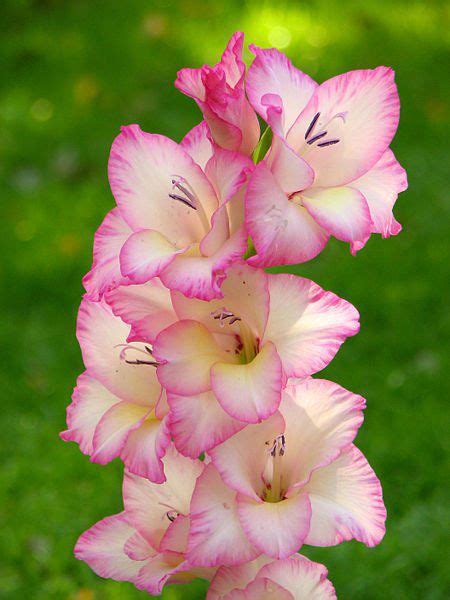 Fiori a forma di palla contro lo sfondo di fiori di colore giallo. Il Gladiolo è simbolo di generosità, sincerità e ...