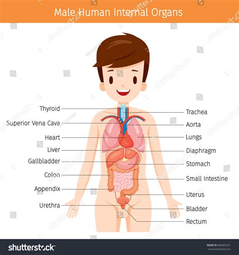 List of all organs of the human body with pictures and average sizes. Male Human Anatomy Internal Organs Diagram Stock Vector ...