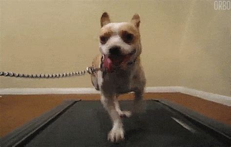 On this page you will find great dog gif animations. Workout Trends: How Technology Has Changed Fitness | Shape ...