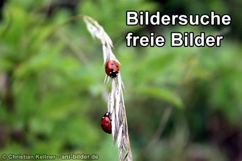 Nach eingabe eines suchbegriffs werden alle diesem keyword zugeordneten bilder angezeigt. Frei nutzbare Bilder mit der Google Bildersuche finden
