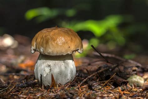 Die meisten sammler machen sich im späten sommer oder im herbst auf die suche nach pilzen. Wann wachsen Steinpilze? » Übersicht über Sorten und ihre ...