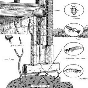 טרמיטים הם אחד אחד המזיקים העיקריים של האדם הם פוגעים ברכוש רב כמו יסודות בניין ורהיטים. טרמיטים | הדברת טרמיטים | מזרחי הדברות