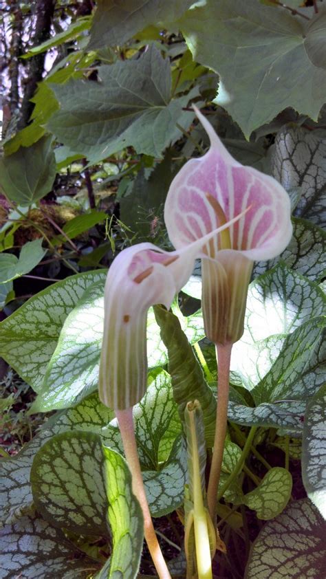 Maybe you would like to learn more about one of these? Arisaema : planter et entretenir - Ooreka