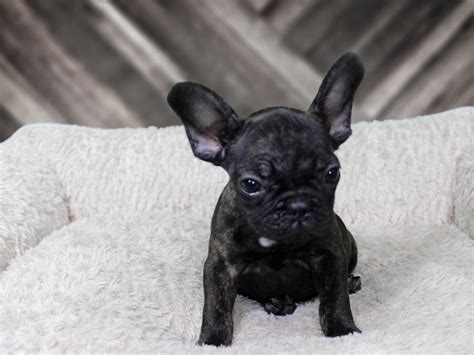 Male and female from black brindle, pied cow, merle, and fawns. Visit our French Bulldog puppies for sale near Franklin ...